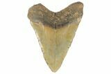 Huge, Fossil Megalodon Tooth - North Carolina #188214-2